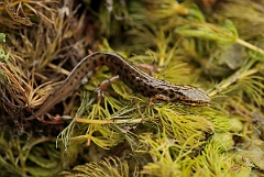 David Plant Photography - Wildlife Photography - Smooth newt - D
